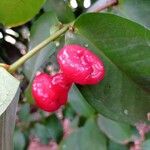 Syzygium aqueum ഫലം