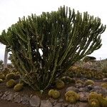 Euphorbia abyssinica Hábito