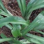 Hymenocallis caribaea Blatt