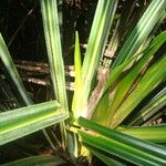 Pandanus verecundus অভ্যাস