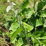 Ipomoea spathulata Hoja