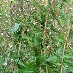 Stevia yaconensis Habitat