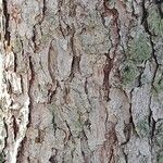 Larix decidua Bark