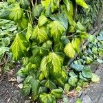 Hedera colchica ഇല