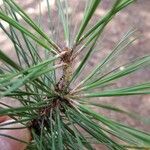 Pinus rigida 叶