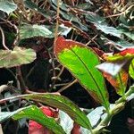 Columnea medicinalis 形態