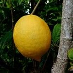 Citrus medica Fruit