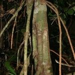 Tovomita longifolia Kůra
