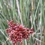 Juncus acutus Плод