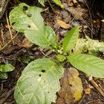 Solanum thelopodium Облик