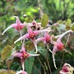 Epimedium alpinumLorea