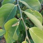 Dalbergia ecastaphyllum Leaf