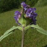 Prunella vulgaris Листок