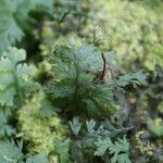 Hymenophyllum polyanthos Folla