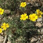 Potentilla hirta Habit