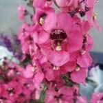 Angelonia angustifoliaFlower