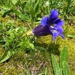 Gentiana alpina Habitat