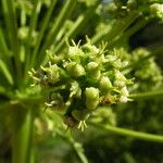 Molopospermum peleponnesiacum Fruit