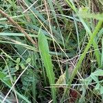 Hieracium sabaudum Blad