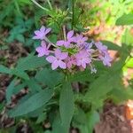 Phlox paniculata花