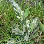 Baptisia bracteata Habit