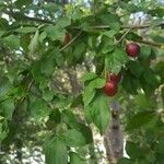 Prunus cerasifera Folha