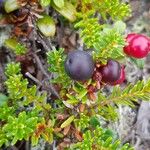 Empetrum nigrum Fruit