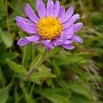 Aster alpinusFlower