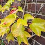 Parthenocissus tricuspidata Leaf