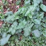 Arum italicum Leaf