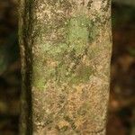 Cheiloclinium cognatum Coajă