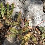 Opuntia polyacantha Leaf