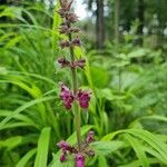 Stachys sylvaticaBlomst