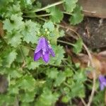 Campanula portenschlagiana Fleur