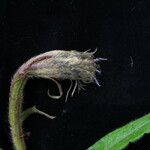Saussurea chrysotricha Fruto