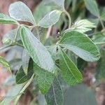 Dalechampia stenosepala Leaf