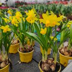 Narcissus cyclamineus Yeri