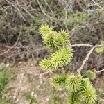 Salix aurita Листок