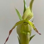 Phragmipedium longifolium Кветка