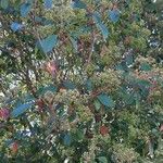 Photinia serratifolia 樹皮