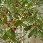 Crataegus germanica Frucht