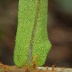 Lomariopsis hederacea Leaf