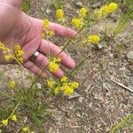 Rorippa curvisiliqua Flower