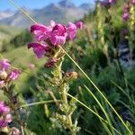 Pedicularis gyroflexa Цветок