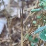 Festuca ambigua Leaf