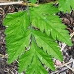 Chaerophyllum temulum List