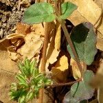 Boerhavia diffusa Meyve