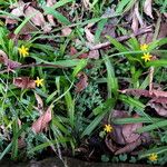 Hypoxis decumbens Staniste