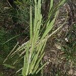 Phleum phleoides ফুল