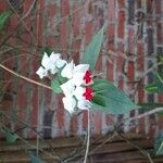 Clerodendrum thomsoniaeFlower